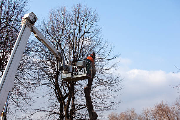 Tree and Shrub Care